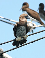 Brown Booby (Sub-adult)