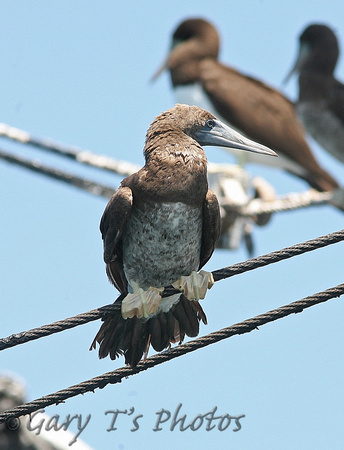 Brown Booby (Sub-adult)
