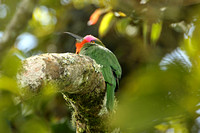 Red-bearded Bee-eater (Male)