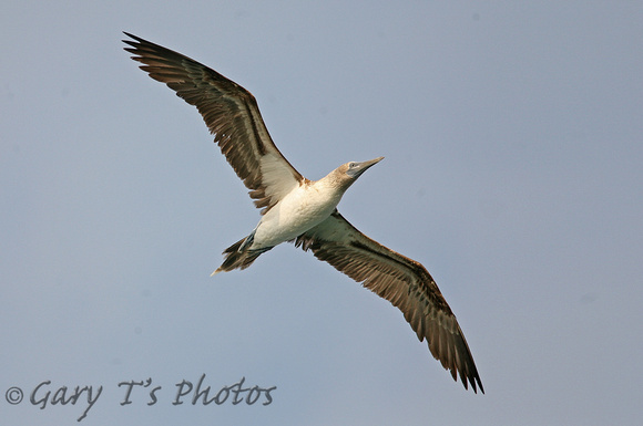 Blue-footed Booby (Adult)