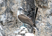 Blue-footed Booby (Adult)