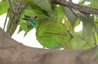 Jerdons Leafbird (Female)