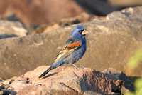 Blue Grosbeak (Male)