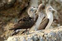 Blue-footed Booby (Juvenile)