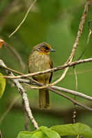 Stripe-throated Bulbul