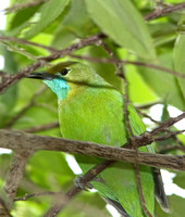 Jerdons Leafbird (Female)