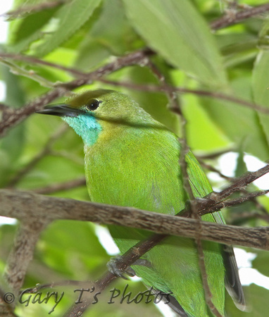 Jerdons Leafbird (Female)