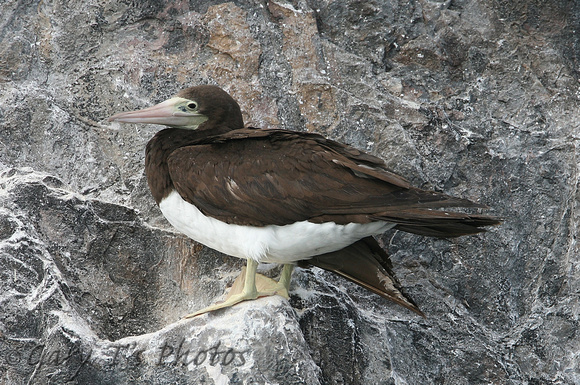Brown Booby (Adult)