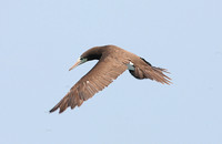 Brown Booby (Adult)