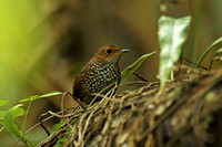 Pygmy Wren-babbler