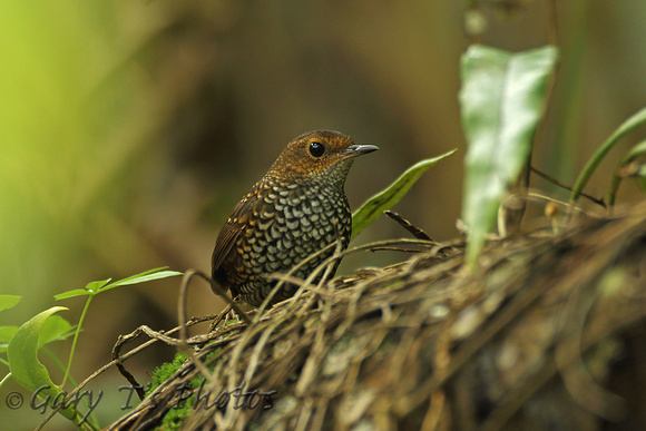 Pygmy Wren-babbler