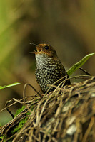 Pygmy Wren-babbler