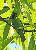 Golden-fronted Leafbird