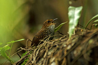 Pygmy Wren-babbler