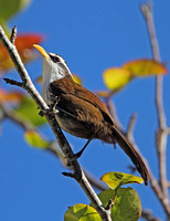 Sri Lanka Scimitar-Babbler