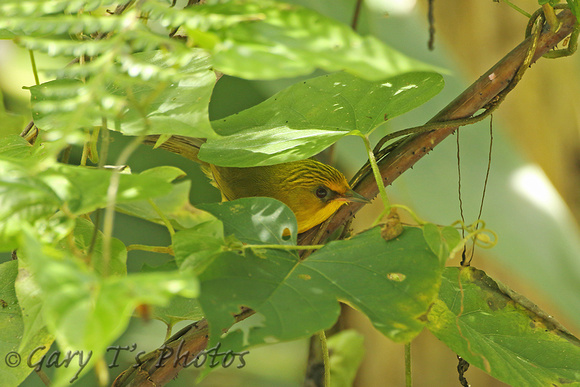 Golden Babbler