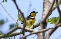 Common Iora