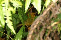 Golden Babbler