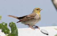 Cinereous Bunting (Male)