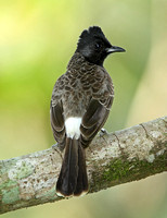 Red-vented Bulbul