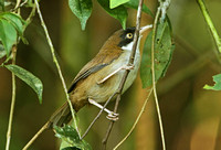 Dark-fronted Babbler