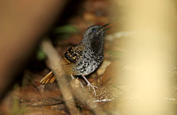 Scalloped Antbird (Male)