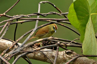 Striped Tit-babbler