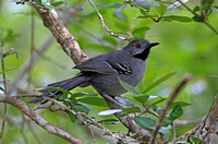 Slender Antbird (Male)