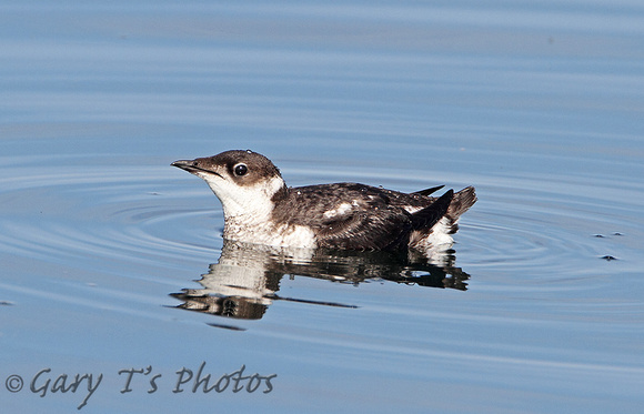 Marbled Murrelet (Adult Winter)