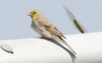 Cinereous Bunting (Male)