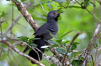 Slender Antbird (Male)