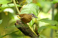 Grey-throated Babbler