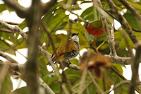 Scaly-breasted Bulbul