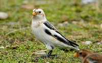 Snow Bunting (Male Summer)