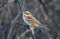 Rustic Bunting (1st Winter)