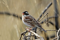 Rustic Bunting (1st Summer)