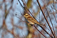 Rustic Bunting (1st Winter)