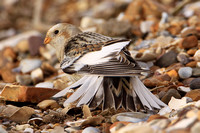 Snow Bunting (Male Winter)
