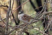 Rustic Bunting (1st Summer)