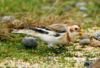 Snow Bunting (Male Winter)