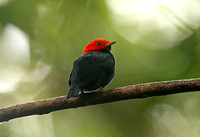 Red-headed Manakin (Male)