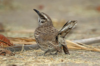 Long-tailed Mockingbird (Adult)