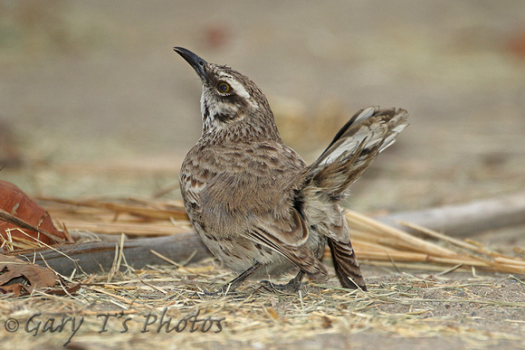 Long-tailed Mockingbird (Adult)