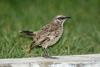 Long-tailed Mockingbird (Adult)