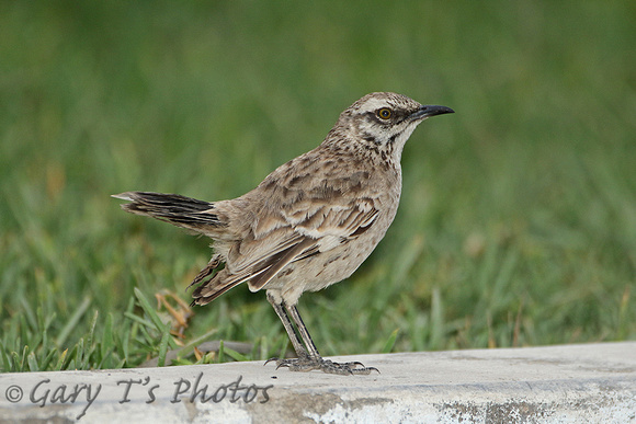 Long-tailed Mockingbird (Adult)