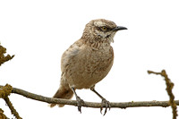 Long-tailed Mockingbird (Juvenile)