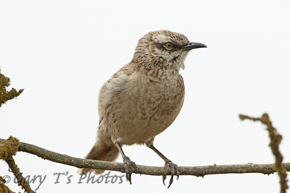 Long-tailed Mockingbird (Juvenile)