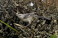 Northern Mockingbird