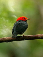 Red-headed Manakin (Male)