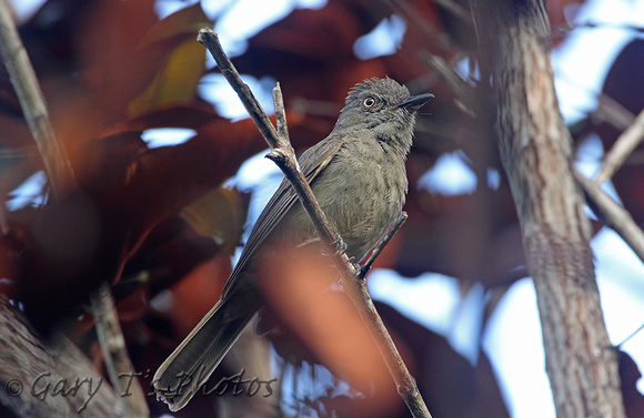 Greyish Mourner